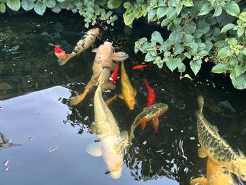 Koi karpers beschikbaar voor biedingen