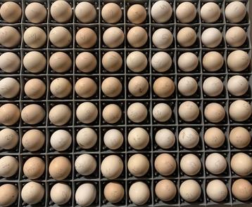 USA zijdehoen broedeieren beschikbaar voor biedingen