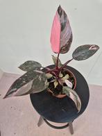 Philodendron Pink Princess p12 (4), Huis en Inrichting, Kamerplanten, Ophalen of Verzenden, Overige soorten, Minder dan 100 cm