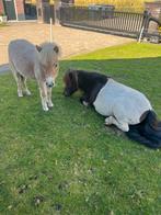 Lieve shetlander & appaloosa veulen, Dieren en Toebehoren, Hengst, A pony (tot 1.17m), 0 tot 2 jaar