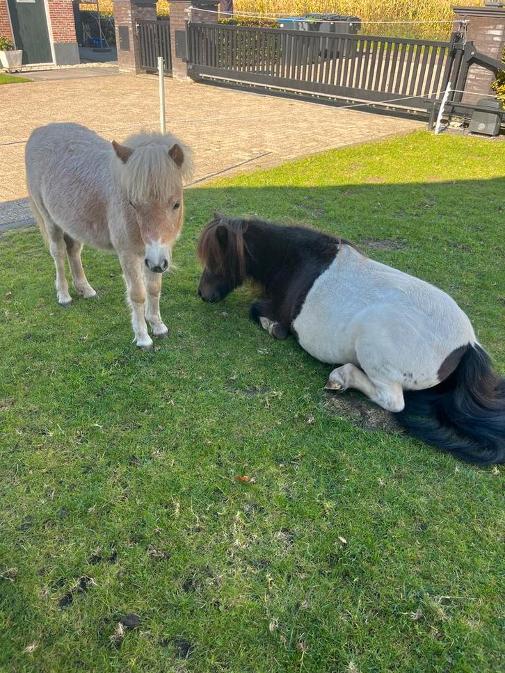 Lieve shetlander & appaloosa veulen, Dieren en Toebehoren, Pony's, Hengst, A pony (tot 1.17m), 0 tot 2 jaar