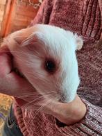 Cavia, Dieren en Toebehoren, November, Mannelijk, Cavia