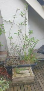 Gratis planten incl bakken, Tuin en Terras, Planten | Bomen, Ophalen, Overige soorten