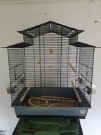 dieren, Dieren en Toebehoren, Vogels | Kanaries, Meerdere dieren