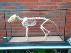 Skelet - VOS - (Vitrine / Vulpes / Vossen / Schedel), Verzamelen, Ophalen, Zo goed als nieuw, Wild dier, Opgezet dier