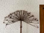 Gedroogde Berenklauw - Decoratie, Huis en Inrichting, Woonaccessoires | Droogbloemen, Ophalen, Gebruikt