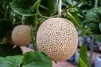 Cantaloupe meloenzaden, Tuin en Terras, Bloembollen en Zaden, Ophalen of Verzenden, Voorjaar, Volle zon