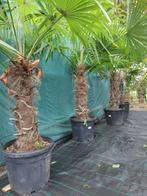 Fortunei wintervaste palmbomen palmen Canariënsis etc, Zomer, Volle zon, Ophalen, Palmboom