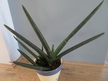 Sansevieria Cylindrica Skyline beschikbaar voor biedingen