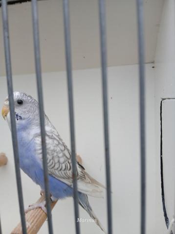 blackface beschikbaar voor biedingen