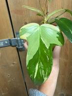 Philodendron florida beauty plant albo white wit variegata, Huis en Inrichting, Kamerplanten, Ophalen of Verzenden, Halfschaduw