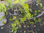 Vijgenboom te koop - Zelf uitgraven!, Tuin en Terras, Bloeit niet, Overige soorten, 100 tot 250 cm, Ophalen