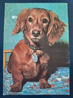 Dieren - Hond, Verzamelen, Ophalen of Verzenden, Gelopen