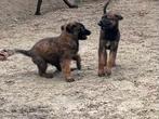 HERDER X APPENZELLER PUPS, Dieren en Toebehoren, Overige rassen, CDV (hondenziekte), 8 tot 15 weken, Meerdere