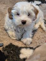 Mooie lieve Maltipoo pup pups maltezer x toy poedel, Parvo, 8 tot 15 weken, Meerdere, Meerdere dieren