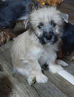 Kleinblijvende pups zoeken ern thuis, Dieren en Toebehoren, Maltezer, Particulier, 15 weken tot 1 jaar, Buitenland