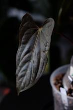 Anthurium Blue Papillilaminum x Fort Sherman, Ophalen of Verzenden, Halfschaduw, Minder dan 100 cm