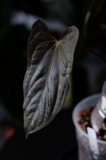 Anthurium Blue Papillilaminum x Fort Sherman beschikbaar voor biedingen