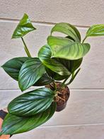 Monstera Dark Pinnatipartita p12 (1), Ophalen of Verzenden, Halfschaduw, Minder dan 100 cm