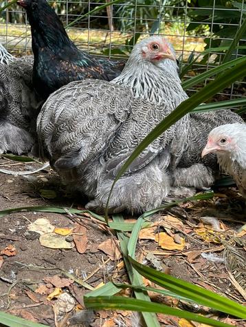5 cochin kriel hennen beschikbaar in verschillende kleuren beschikbaar voor biedingen