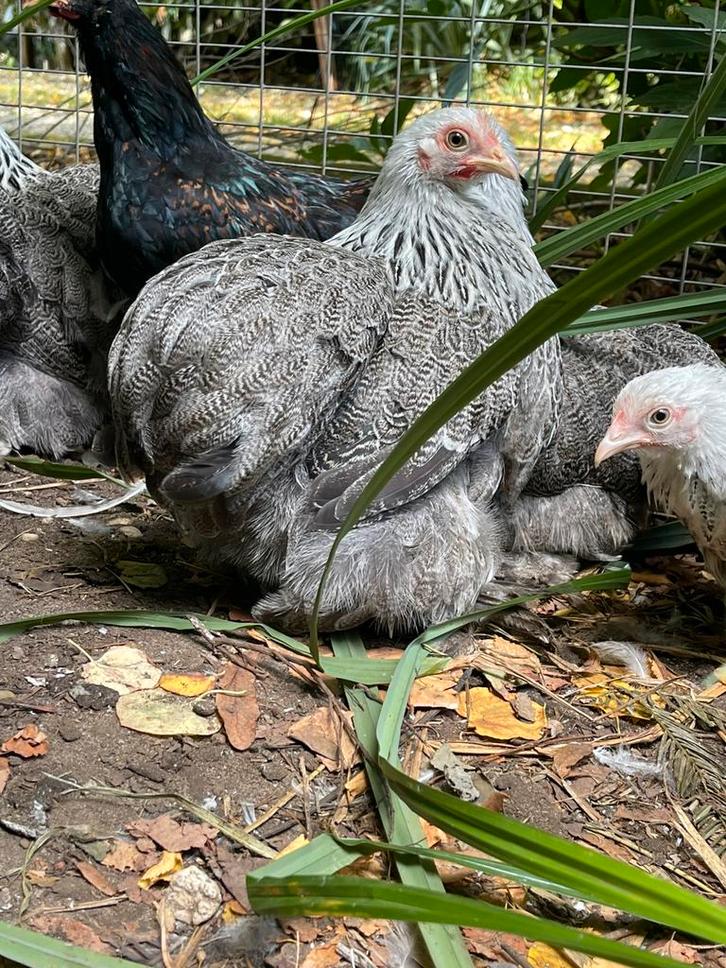 5 cochin kriel hennen beschikbaar in verschillende kleuren, Dieren en Toebehoren, Pluimvee, Kip, Vrouwelijk