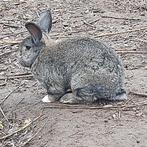 3 konijnen (rammen), Dieren en Toebehoren, Konijnen, Mannelijk