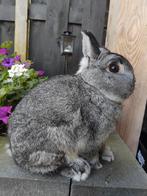 Kleurdwerg chinchilla ram, Dieren en Toebehoren, Konijnen, Mannelijk, Dwerg