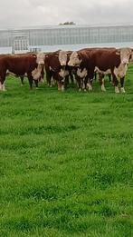 gestierde runderen, Vrouwelijk, 3 tot 6 jaar