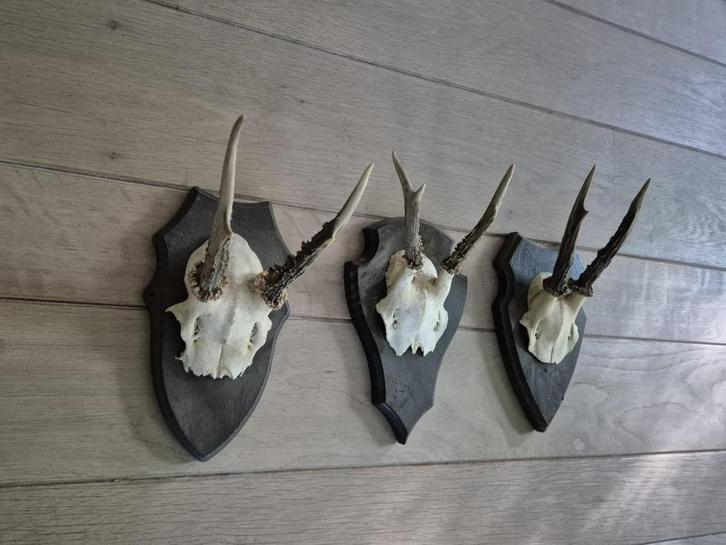3 Mooie ree geweien samen € 19.50 jacht mancave overkapping, Verzamelen, Dierenverzamelingen, Gewei of Kop, Hert, Ophalen of Verzenden