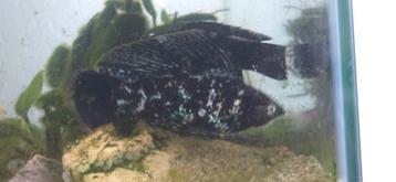 Compleet aquarium met vissen, voeren. (L:43, B:26, H:30) cm. beschikbaar voor biedingen