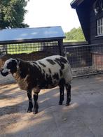 Bont dek RAM, Dieren en Toebehoren, Schapen, Geiten en Varkens, Mannelijk, Schaap