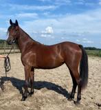 lieve jonge merrie met toekomst, Dieren en Toebehoren, Paarden, Merrie, Minder dan 160 cm, Gechipt, 3 tot 6 jaar