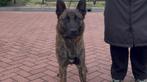 X hollandse herder, Dieren en Toebehoren, Honden | Herdershonden en Veedrijvers, 1 tot 2 jaar, Eén hond, Nederland, Particulier
