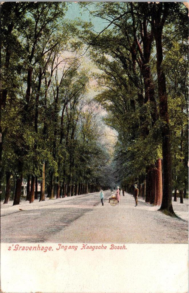 's-Gravenhage - Ingang Haagsche Bosch, Verzamelen, Verzenden, Voor 1920, Ongelopen, Zuid-Holland