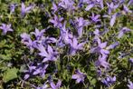 Campanula lactiflora celtisbladig klokje, Ophalen of Verzenden, Overige soorten, Volle zon