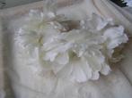 diadeem met witte bloemen nr GG 1347, Ophalen of Verzenden, Zo goed als nieuw
