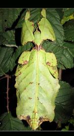 Eitjes wandelend blad de PSG 72 (Phyllium giganteum)