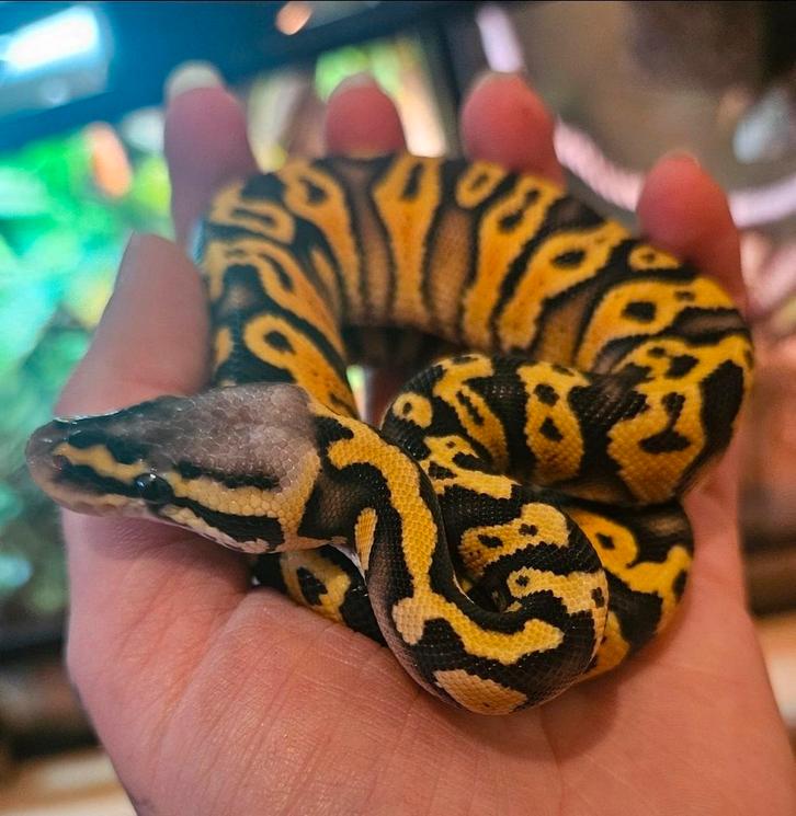 Ballpython- koningspython- python regius, Dieren en Toebehoren, Reptielen en Amfibieën, Slang, 0 tot 2 jaar