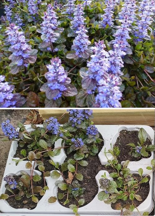 Ajuga Reptans vlinders bijen vaste plant bodembedekker, Tuin en Terras, Planten | Tuinplanten, Vaste plant, Bodembedekkers, Halfschaduw