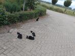 5 mooie kitten van ruim twee maanden., Dieren en Toebehoren, Katten en Kittens | Overige Katten, Geslacht onbekend, Kortharig