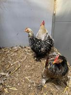 Cochin kriel, goud/blauw, zilver/zwart, parelgrijs., Meerdere dieren, Kip