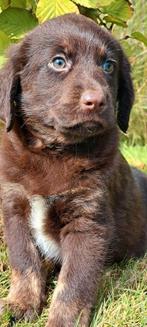 Onwijs mooie labrador x Friese Stabij Pups twee reutjes....., Dieren en Toebehoren, Honden | Retrievers, Spaniëls en Waterhonden