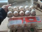 Broedeieren leghorn, Dieren en Toebehoren, Pluimvee, Kip