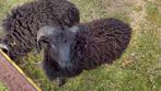 Ouessant ram van april 2025, Mannelijk, Schaap