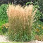 Riet Gras Plant Tuin, Tuin en Terras, Ophalen, Overige soorten, Halfschaduw
