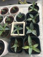 Gezonde biologische plantjes blauw Agave 10 voor €37,50!, Ophalen of Verzenden, Minder dan 100 cm, In pot, Cactus