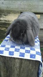 Nederlandse hangoordwerg in de kleur blauw, Dieren en Toebehoren, Konijnen, Mannelijk, Dwerg, Hangoor, 3 tot 5 jaar