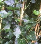 Hedera Hibernica/180 cm etc/aanbieding/klimop voor op gaas, Tuin en Terras, Vaste plant, Klimplanten, Ophalen