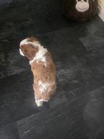 cavalier king charles spaniel pups, Dieren en Toebehoren, Honden | Chihuahua's en Gezelschapshonden, Rabiës (hondsdolheid), Overige rassen