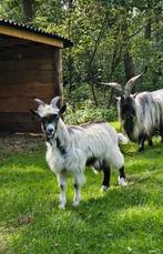 Landgeiten boklam, Dieren en Toebehoren, Mannelijk, Geit
